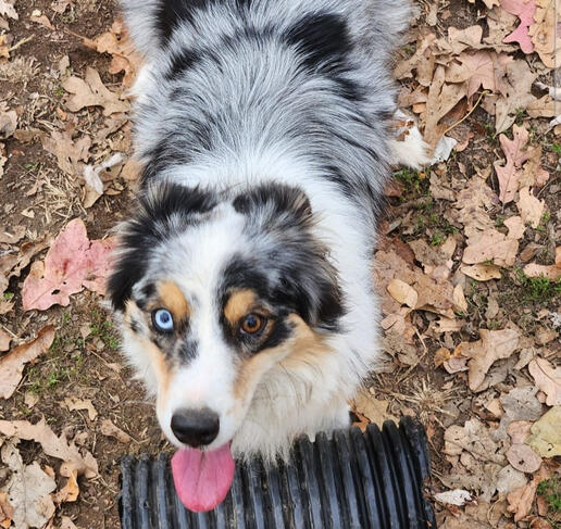 Junebug A Blue Merle Australian Shepherd with one blue eye and one brown eye